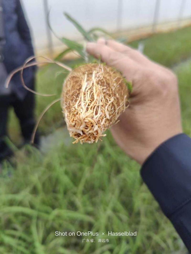 广东丰林农业果蔗脱毒组培苗黄皮，青皮杯苗！
