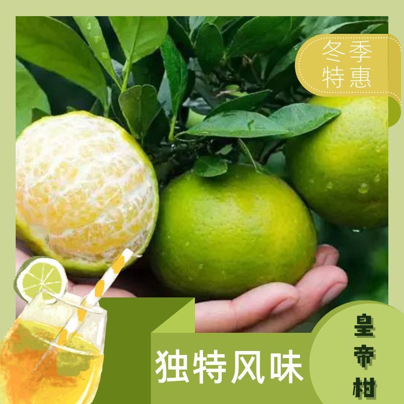 广西皇帝柑新鲜清香贡柑新鲜水果当季柑橘包薄皮整箱现摘清甜美味