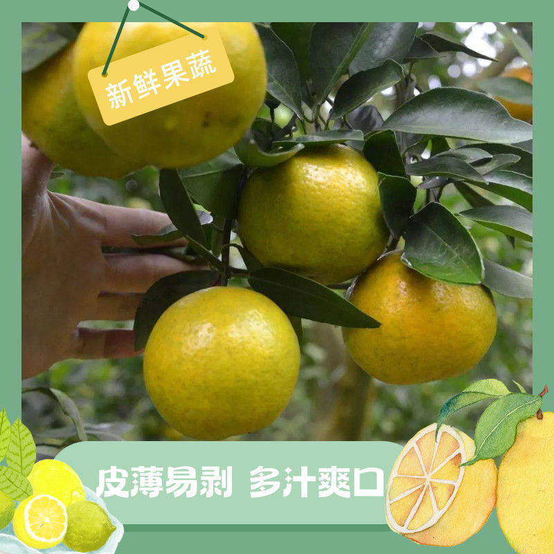 广西皇帝柑新鲜清香贡柑新鲜水果当季柑橘包薄皮整箱现摘清甜美味
