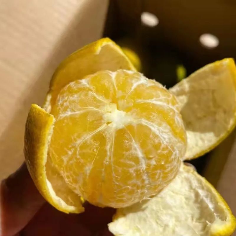 广西皇帝柑新鲜清香贡柑新鲜水果当季柑橘包薄皮整箱现摘清甜美味