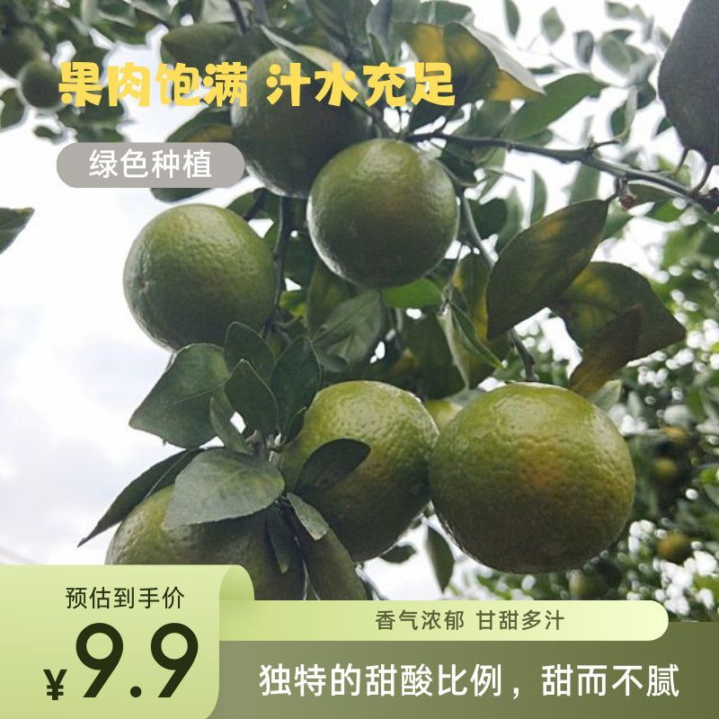 广西皇帝柑新鲜清香贡柑新鲜水果当季柑橘包薄皮整箱现摘清甜美味