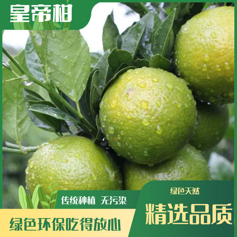 广西皇帝柑新鲜清香贡柑新鲜水果当季柑橘包薄皮整箱现摘清甜美味