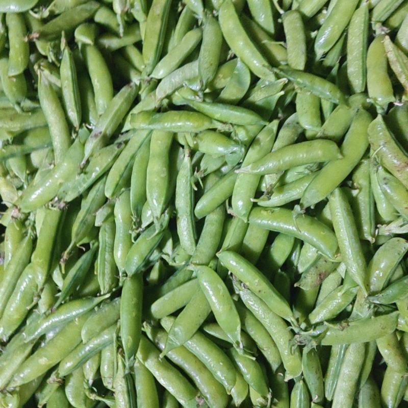 云南白豌、中豌（老品种豌豆）大量上市代办代收批发