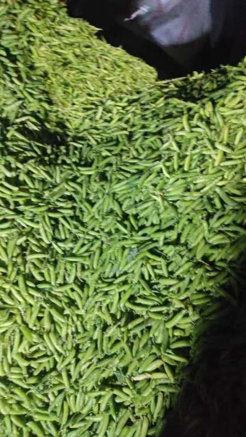 云南白豌、中豌（老品种豌豆）大量上市代办代收批发