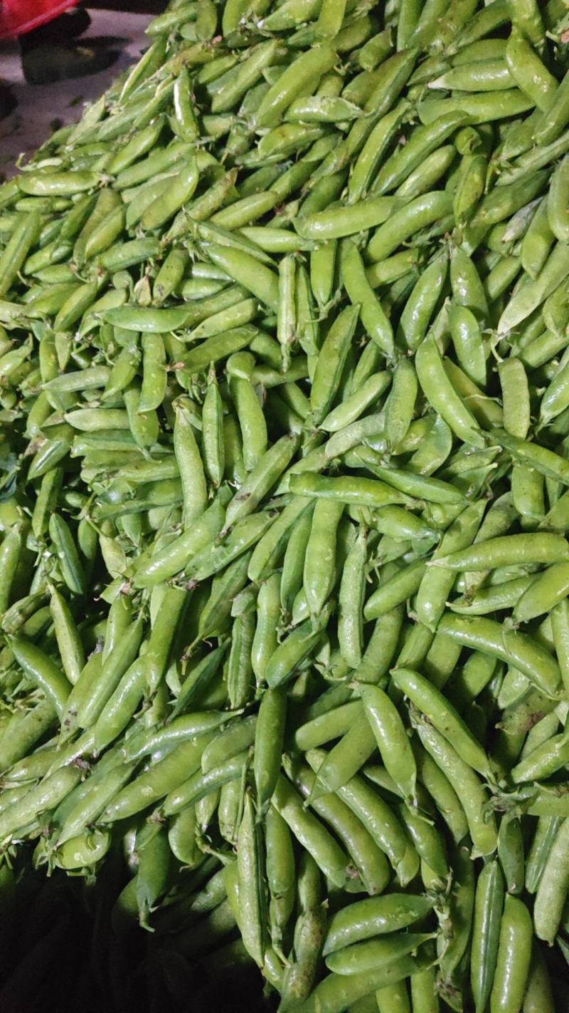 云南白豌、中豌（老品种豌豆）大量上市代办代收批发