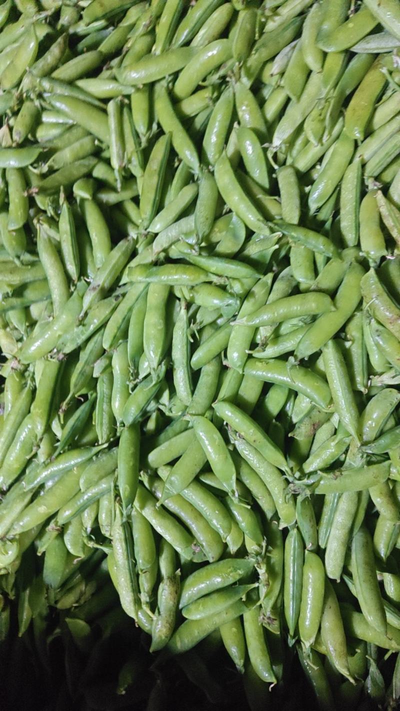 云南白豌、中豌（老品种豌豆）大量上市代办代收批发