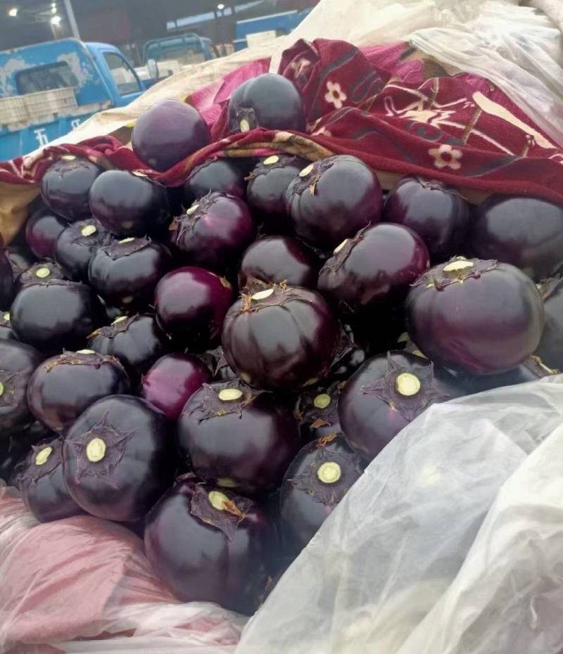 紫光圆茄货源充足，一手货源大量供应电商市场超市食堂