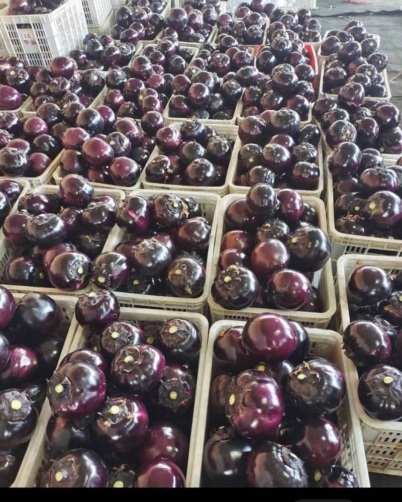 紫光圆茄货源充足，一手货源大量供应电商市场超市食堂