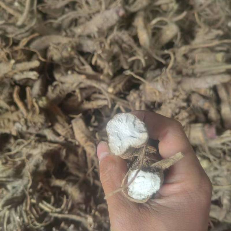 【热卖】石柱县白子新鲜上市白芷无硫白芷