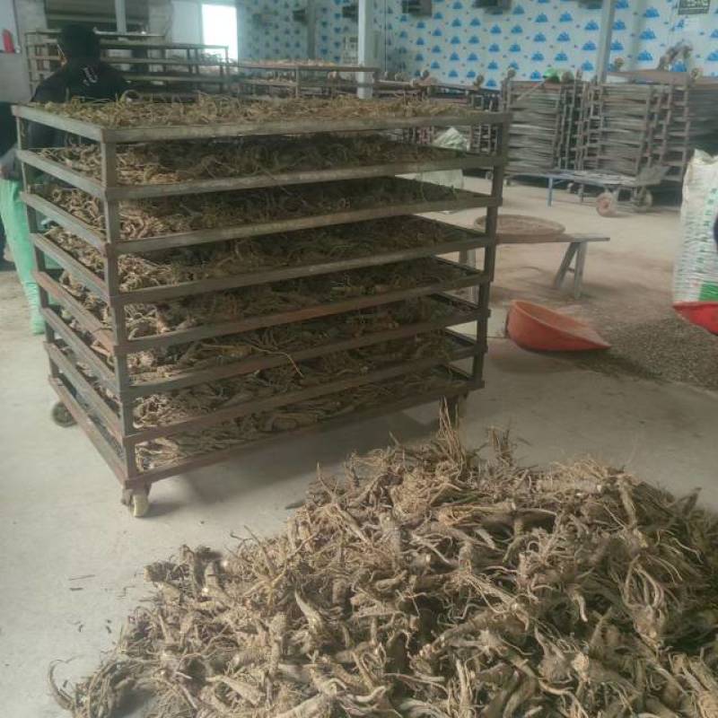 【热卖】石柱县白子新鲜上市白芷无硫白芷