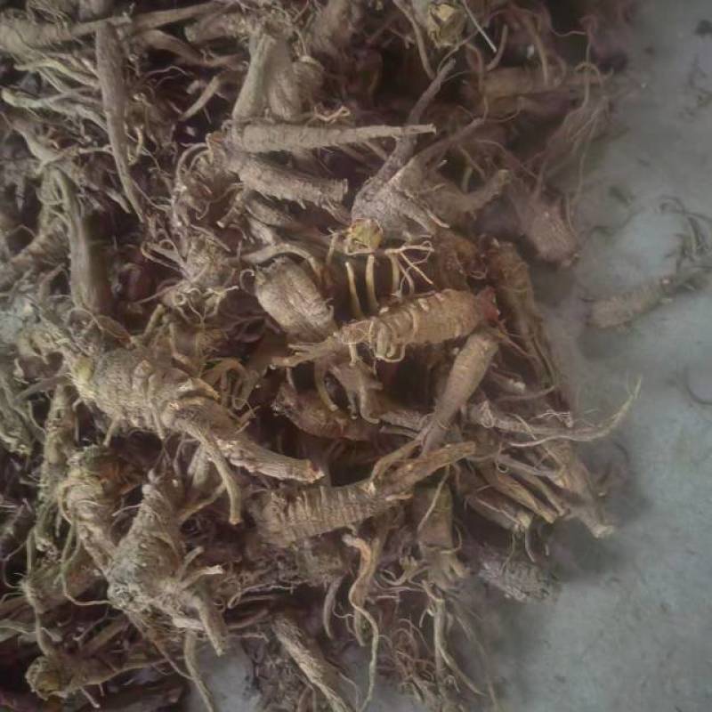 【热卖】石柱县白子新鲜上市白芷无硫白芷
