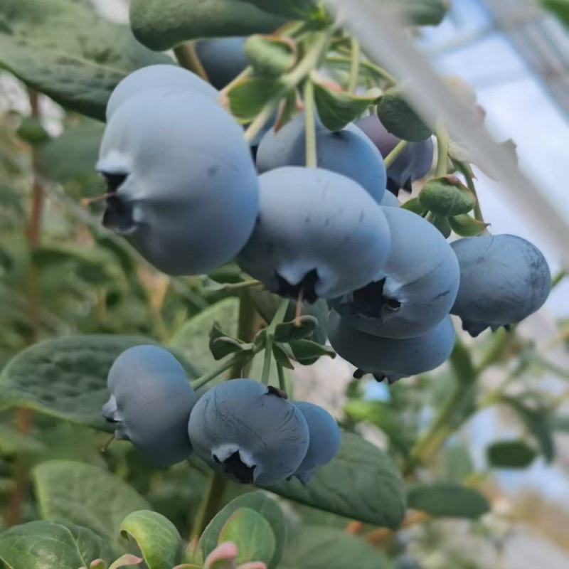 云南高原特色新鲜蓝莓