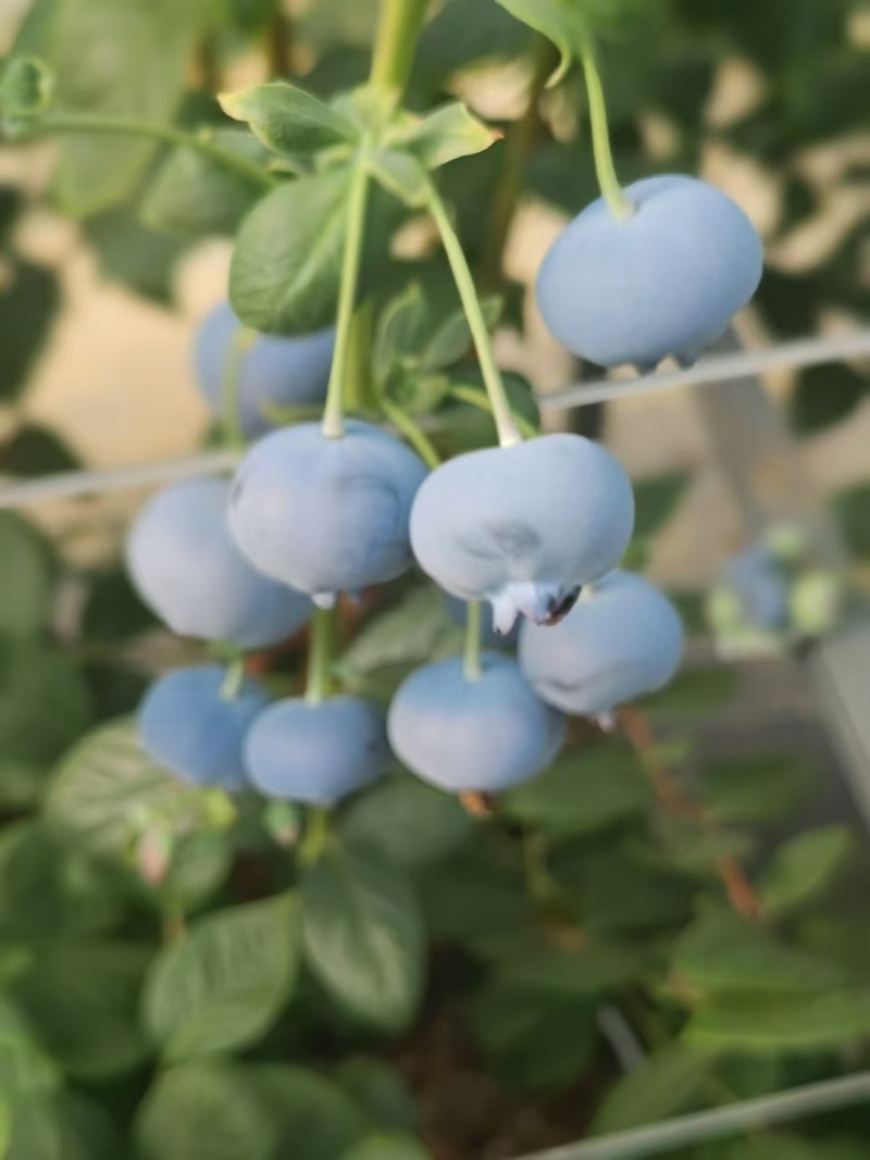 云南高原特色新鲜蓝莓
