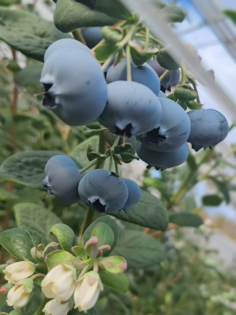 云南高原特色新鲜蓝莓