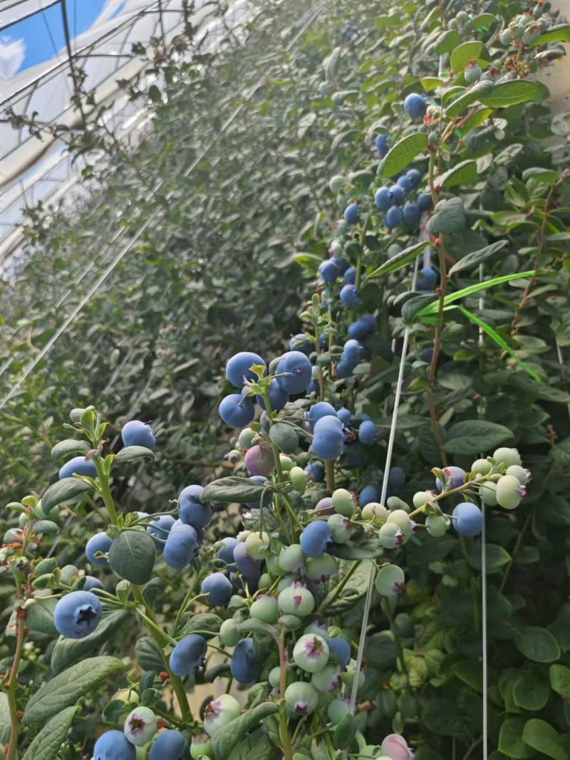 云南高原特色新鲜蓝莓