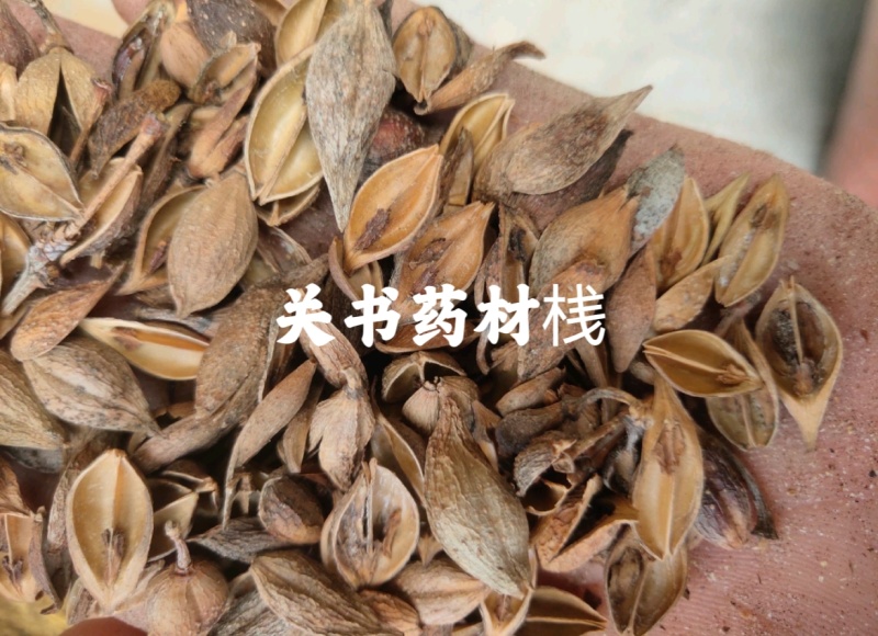 连翘黄翘老翘选新货关书药业批发中药材