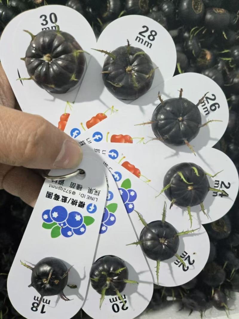 基地直供红参果，全国发货，定制包装，接渠道市场，代发订单