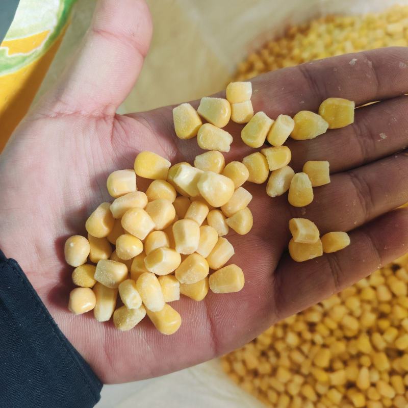水果玉米甜玉米粒，903大量出货