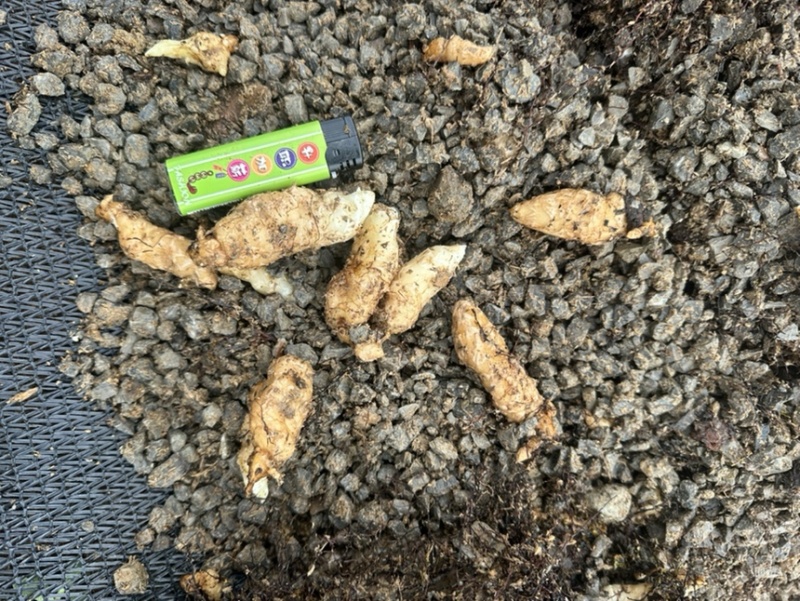 昭通小草坝金红天麻种，天麻种，0袋仿野生天麻