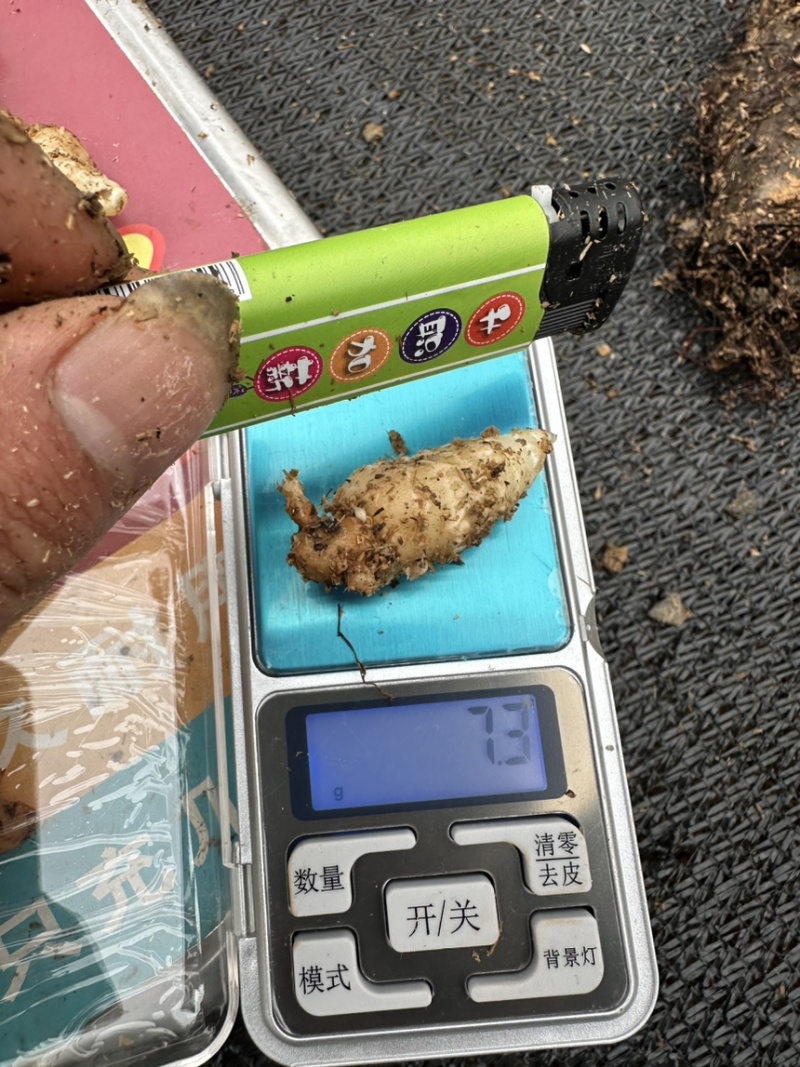昭通小草坝金红天麻种，天麻种，0袋仿野生天麻