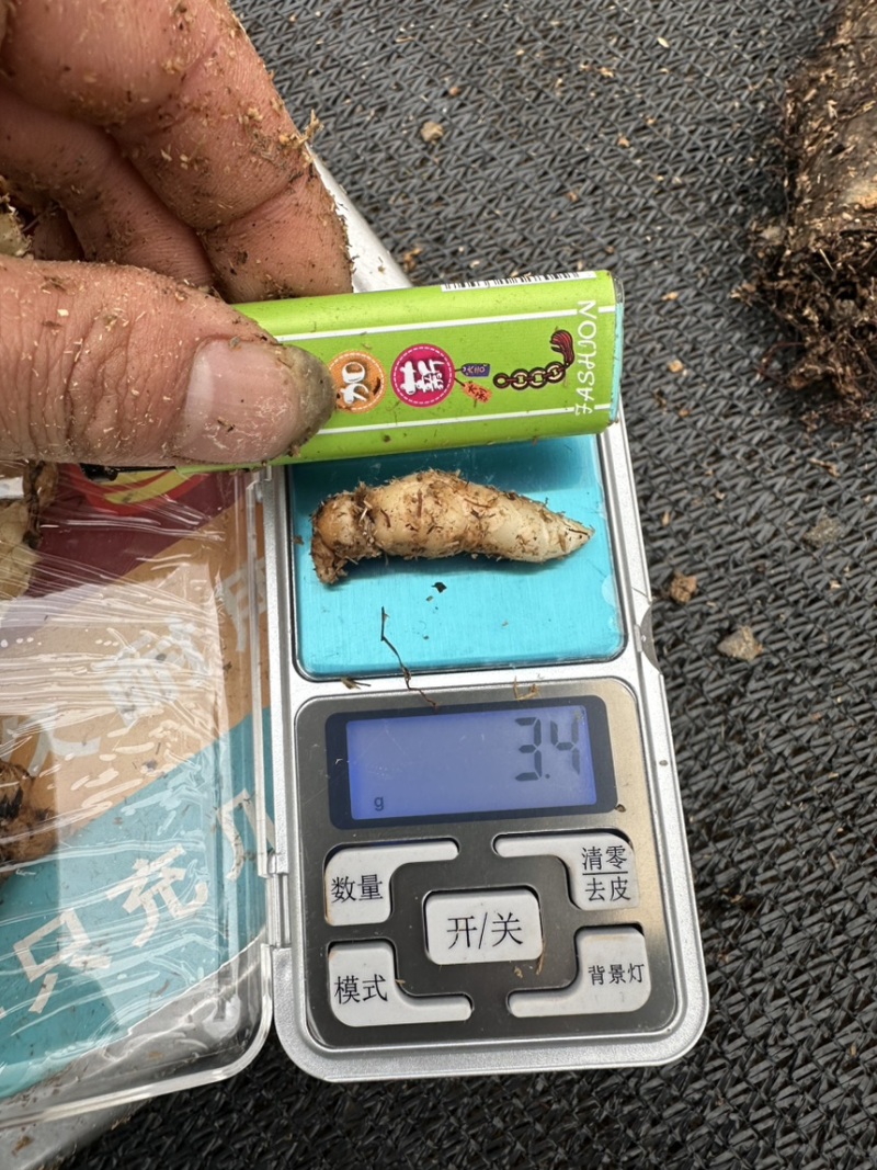 昭通小草坝金红天麻种，天麻种，0袋仿野生天麻