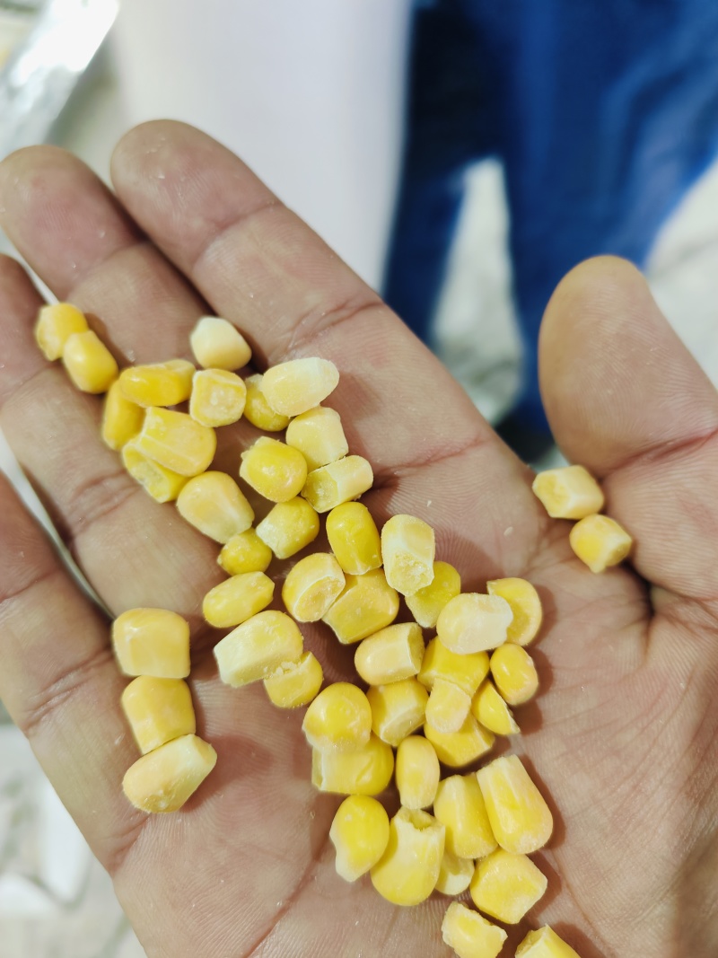 水果玉米甜玉米粒，903大量出货