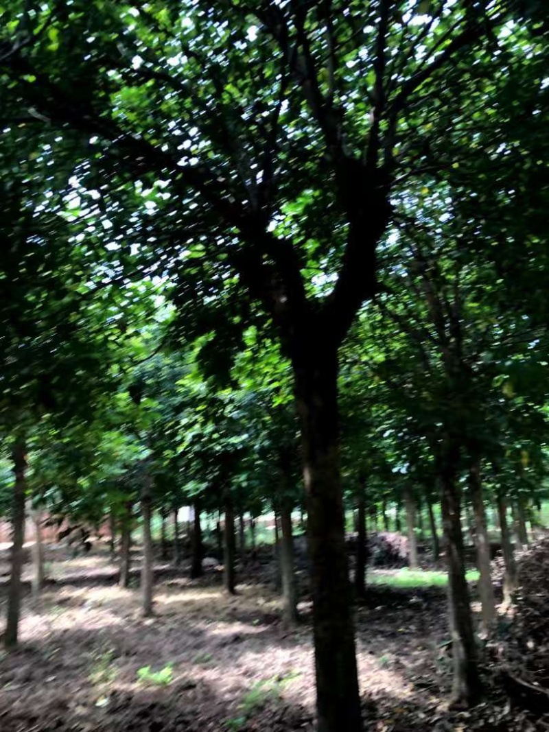 秋枫树，多头单头都有，原产地货源，大量有货