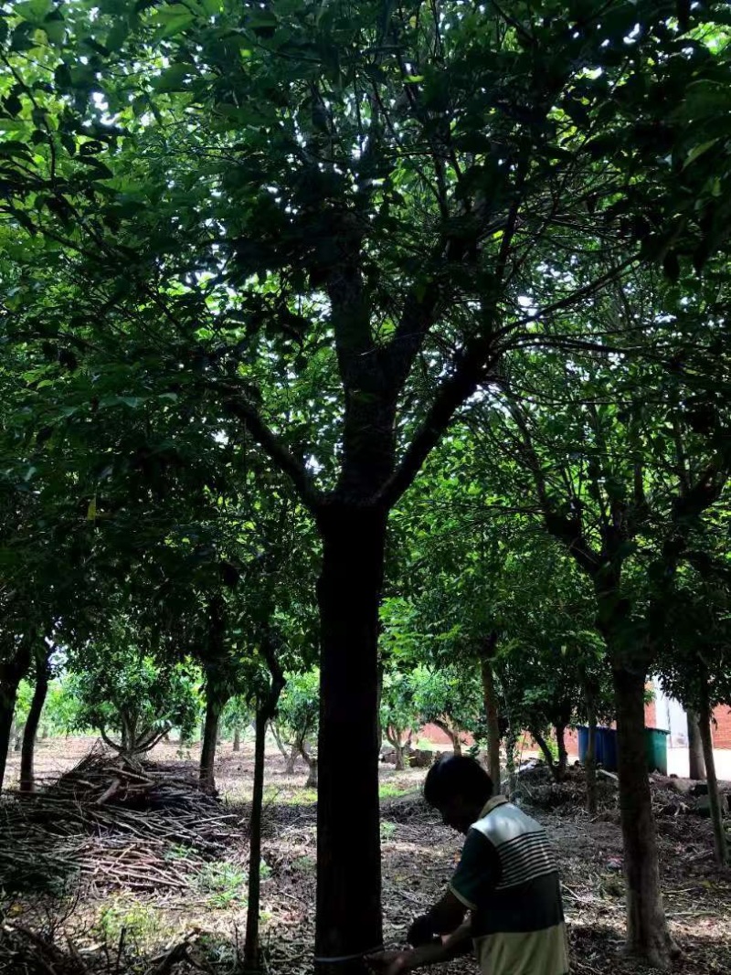 秋枫树，多头单头都有，原产地货源，大量有货