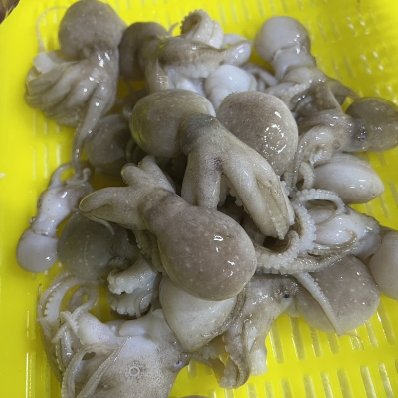 八爪鱼章鱼火锅店烧烤店自助餐团购可用