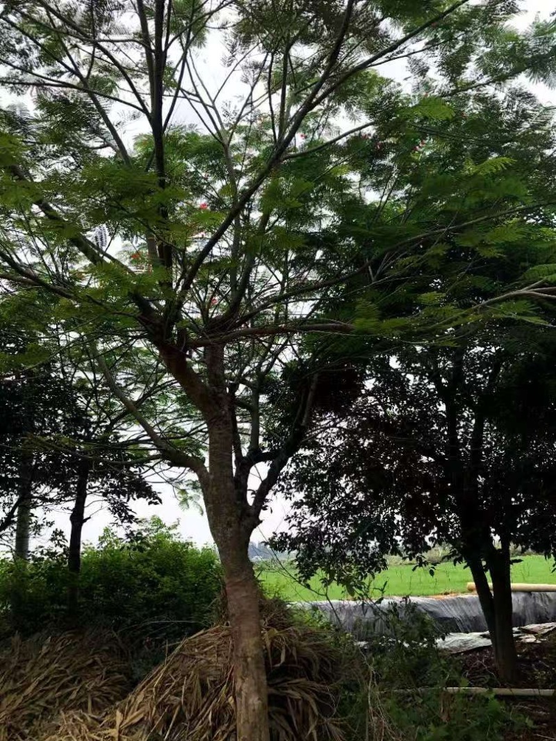 凤凰树，原产地直发货源，各种规格都有
