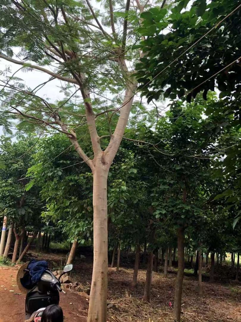 凤凰树，原产地直发货源，各种规格都有