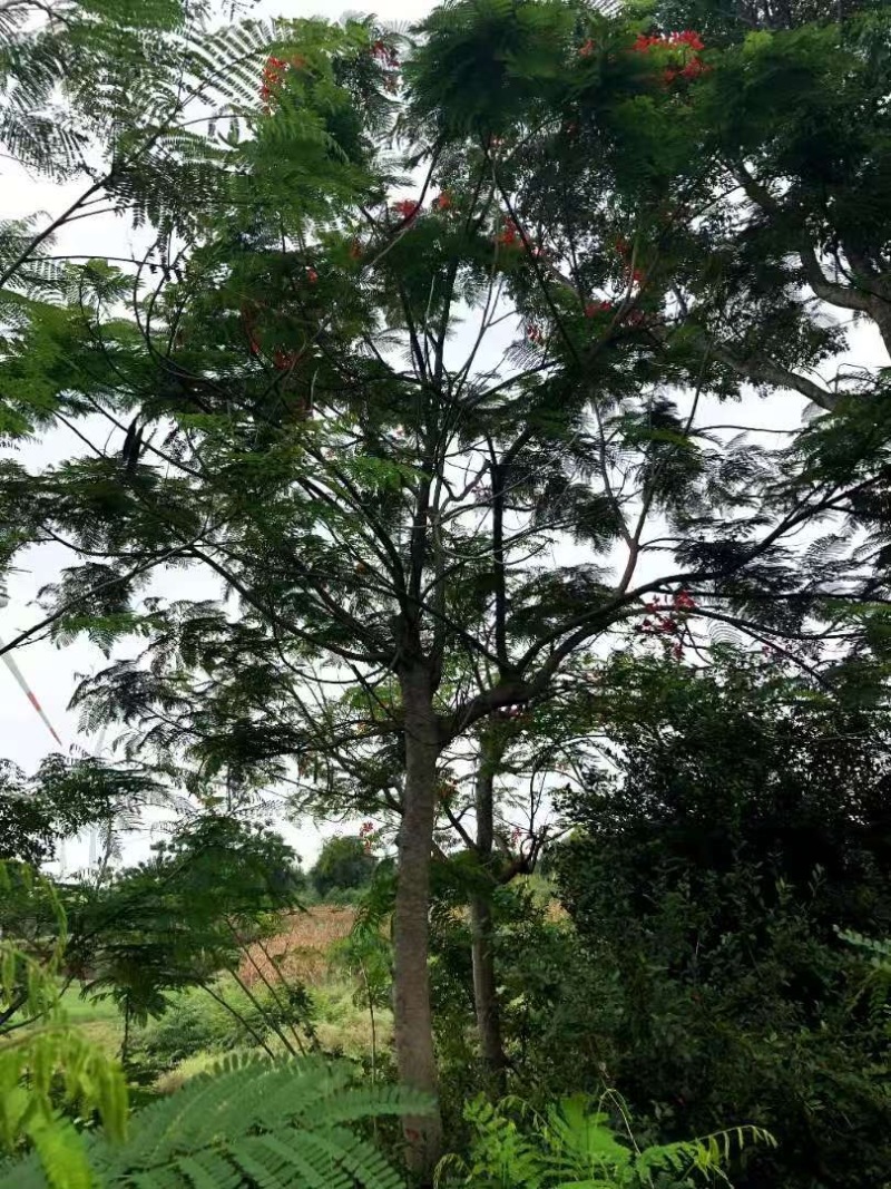 凤凰树，原产地直发货源，各种规格都有