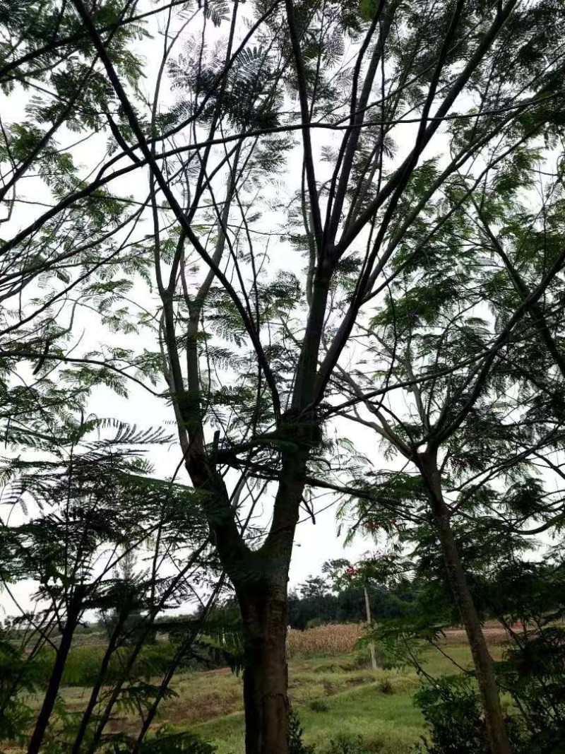 凤凰树，原产地直发货源，各种规格都有