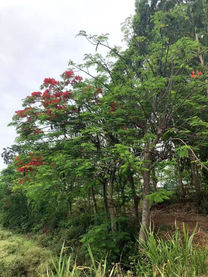 凤凰树，原产地直发货源，各种规格都有