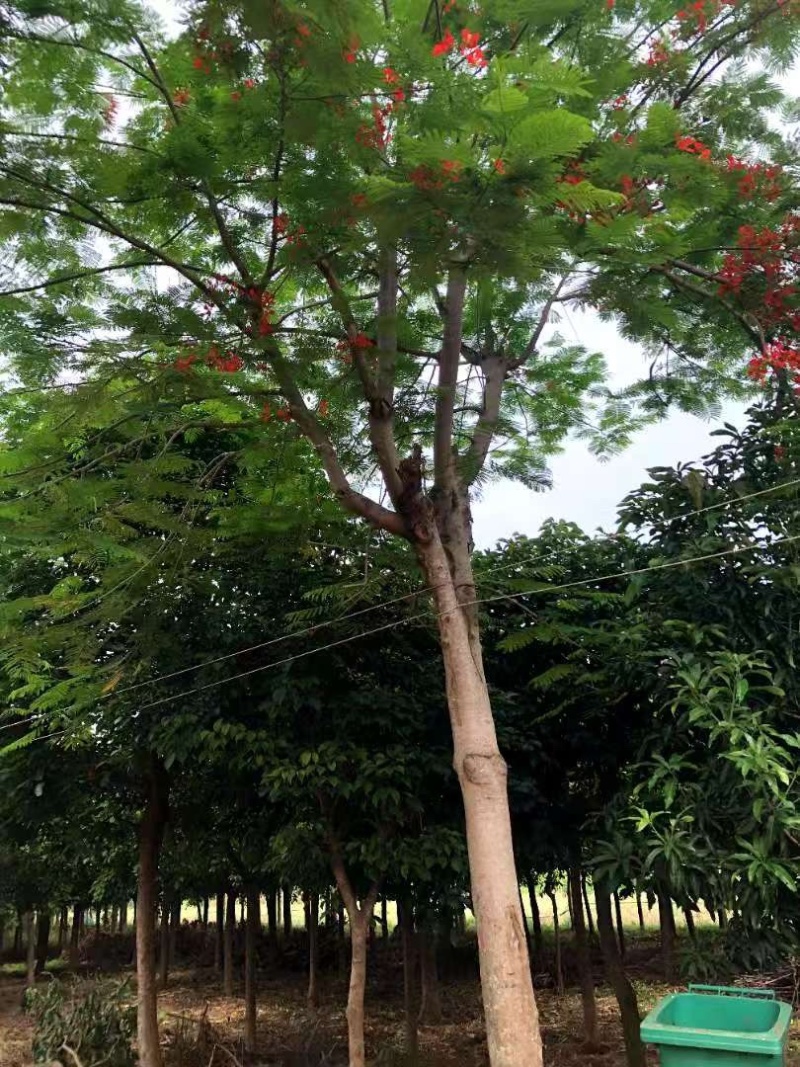凤凰树，原产地直发货源，各种规格都有