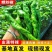 【精选】山东螺丝椒鲜辣椒量大从优保质保量基地直发对接全