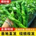 【精选】山东螺丝椒鲜辣椒量大从优保质保量基地直发对接全