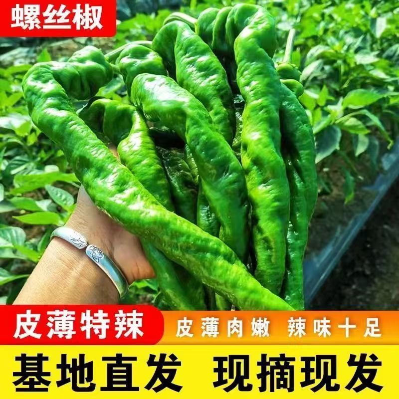 【精选】山东螺丝椒鲜辣椒量大从优保质保量基地直发对接全