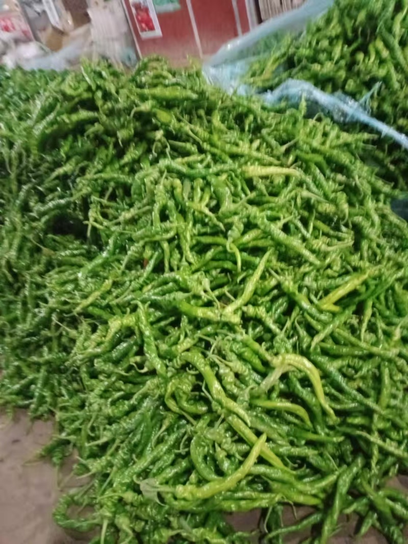 【精选】山东螺丝椒鲜辣椒量大从优保质保量基地直发对接全