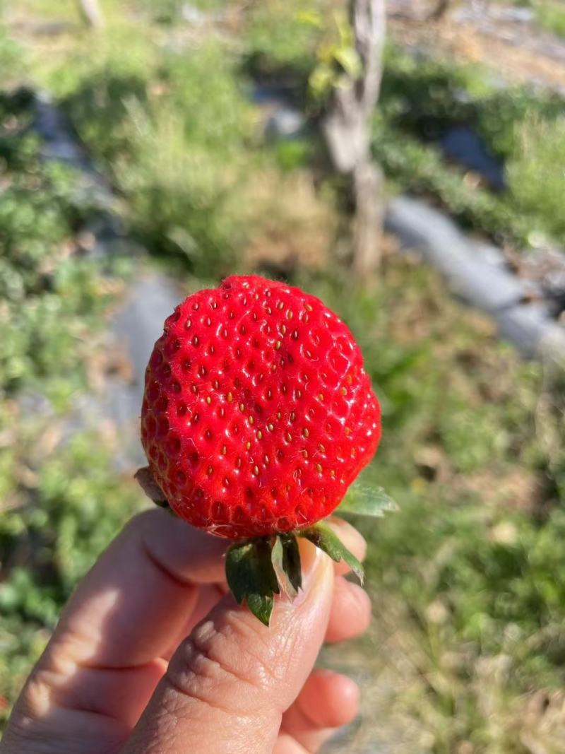 美味黔莓火热上市，欢迎尝新！
