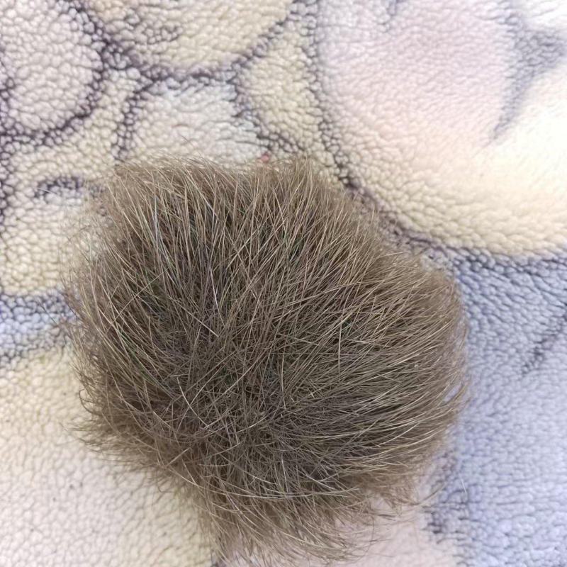 猪宝