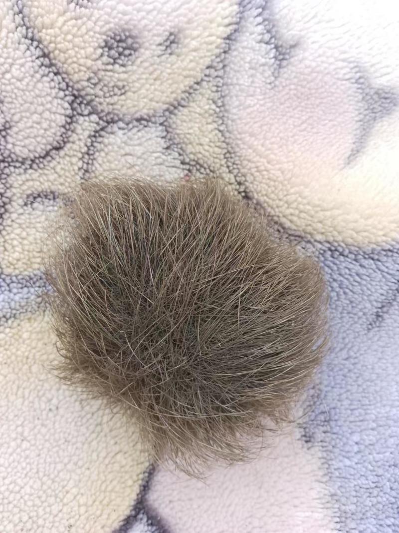 猪宝