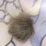 猪宝