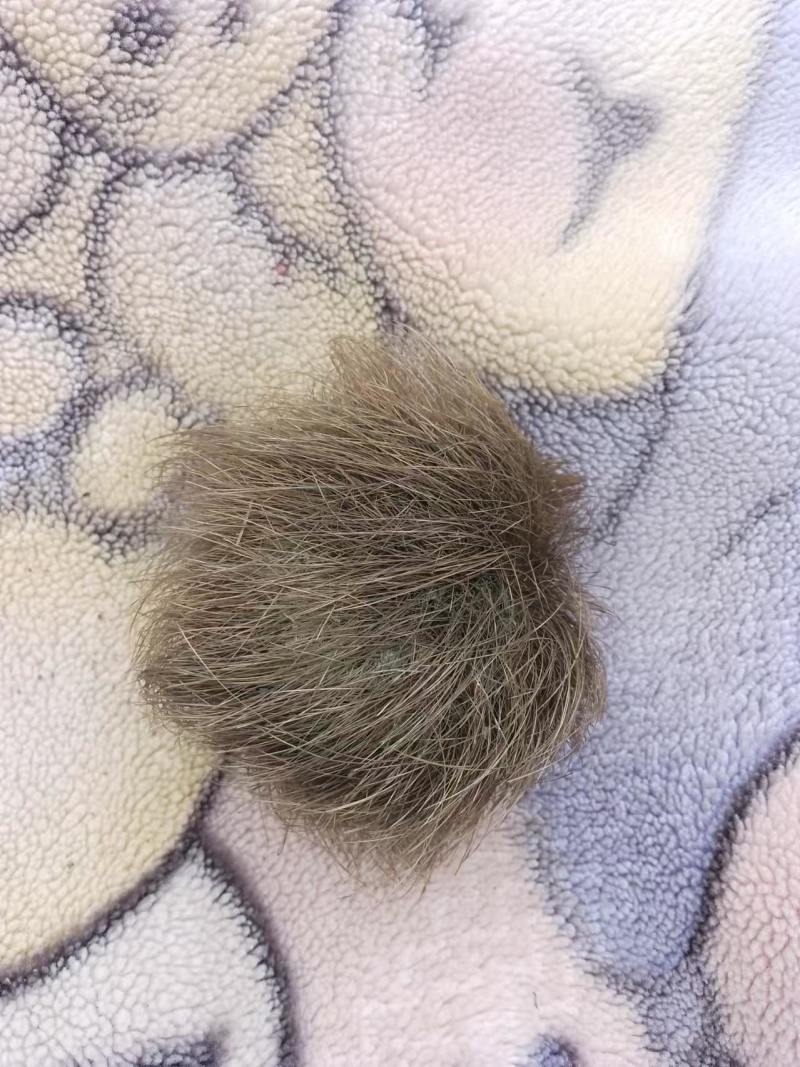 猪宝