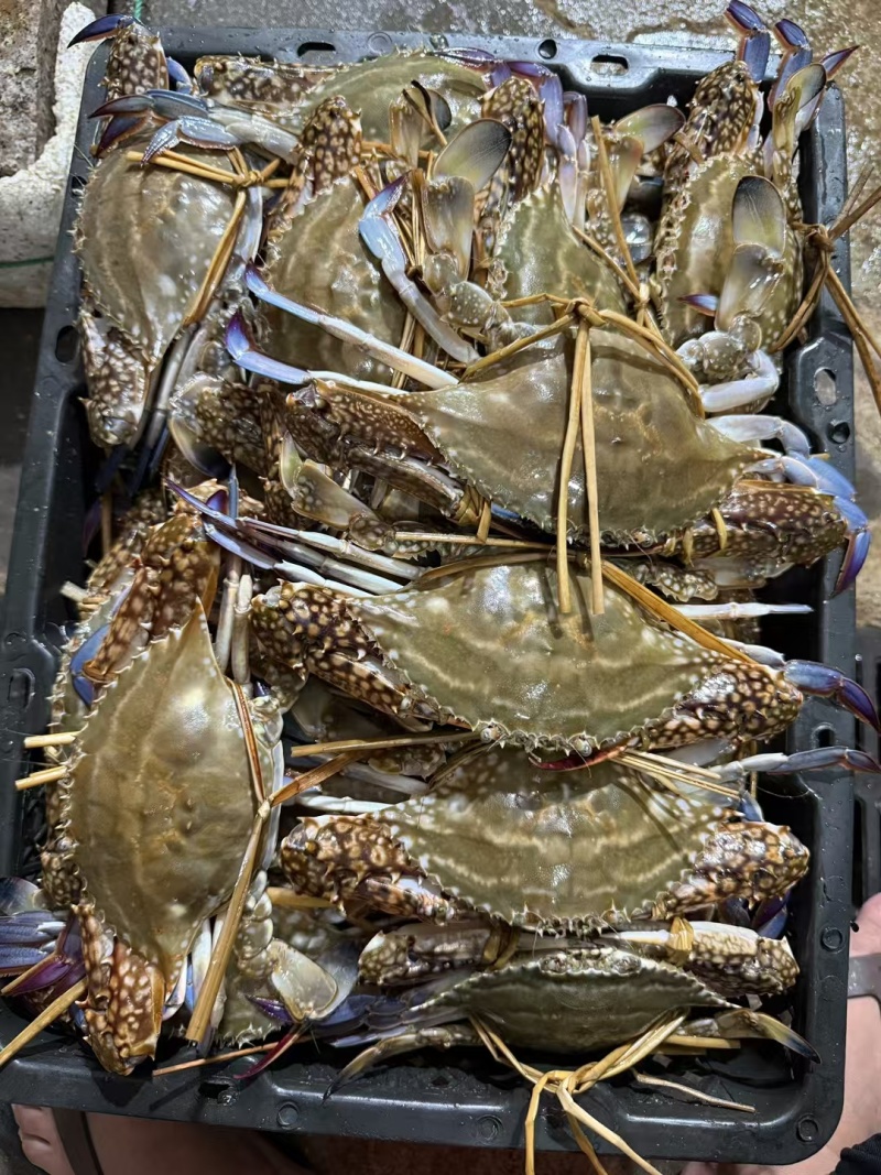 兰花蟹母蟹梭子蟹