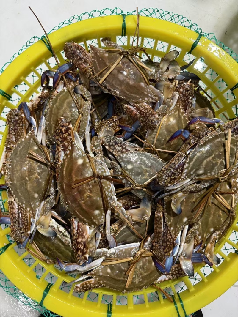 兰花蟹母蟹梭子蟹