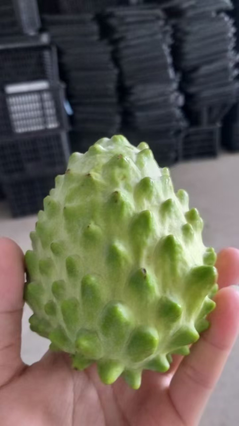 凤梨释迦产地一手代办供应全国批发市场社区团购