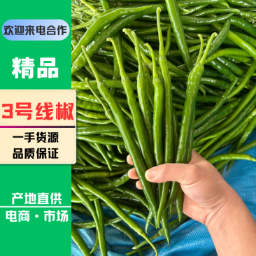 精品线椒3号线椒广东基地一手货源供应电商市场