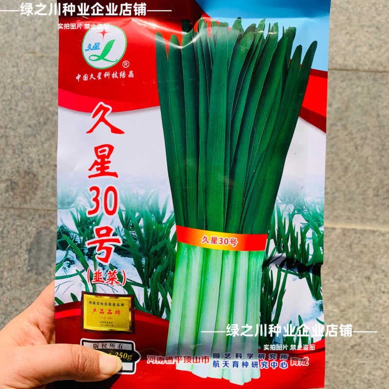 久星30号韭菜种子冬季不休眠韭菜种子特高产特耐寒高抗病