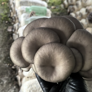 精品平菇